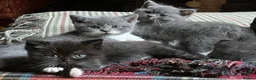 British Shorthair cats for sale: 2 British shorthair girls/ 1 British shorthair mix in Ipswich - Advert 1