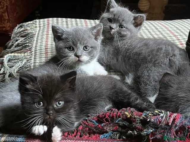 British Shorthair cats for sale: 2 British shorthair girls/ 1 British shorthair mix - Advert 1