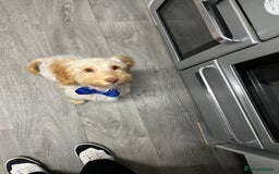 Cockapoo dogs for sale: F3 6 Month Old Cockapoo (Ralph) - Advert 1