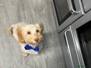 Cockapoo dogs F3 6 Month Old Cockapoo (Ralph) - Advert 1