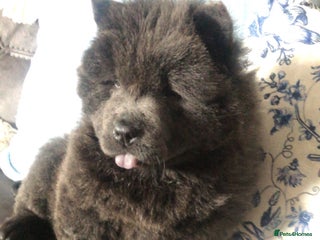 Chow Chow dogs Stunning chow chow puppies - Advert 3