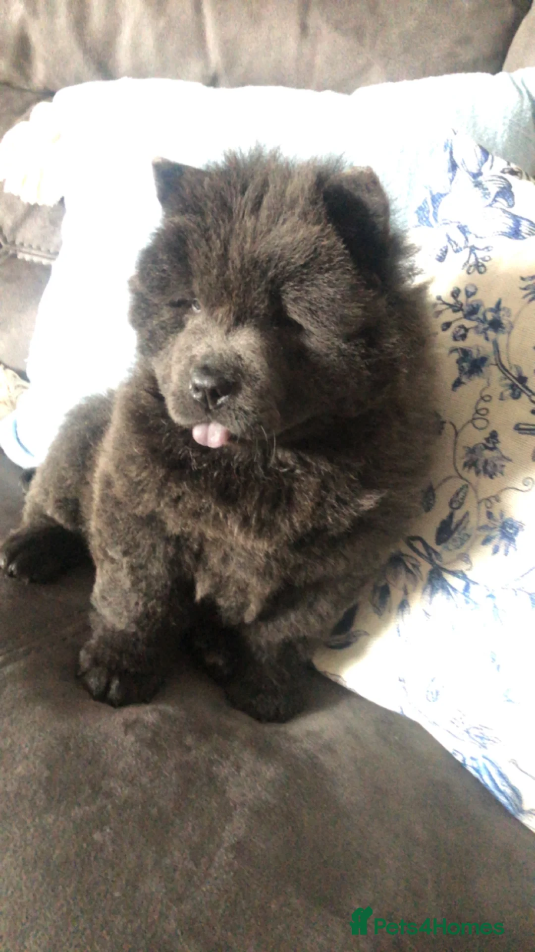 Chow Chow dogs for sale: Stunning chow chow puppies - Advert 1