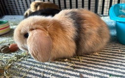Mini Lop rabbits for sale: Beautiful baby  mini lops bunny’s  in Taunton - Image 9