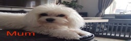 Maltese dogs for sale: ✨ Korean Maltese Hypoallergenic pure breed Girls ✨ - Advert 26