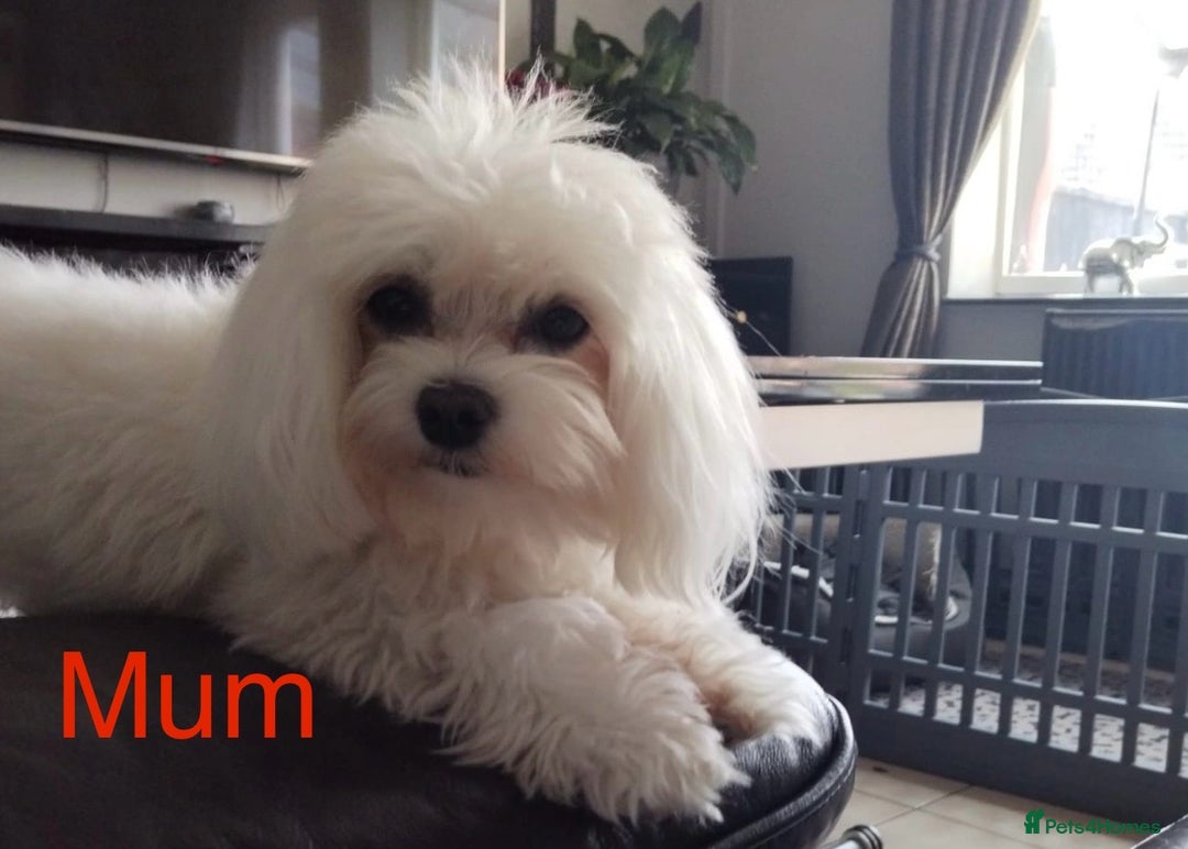 Maltese dogs for sale: 🥰 Gorgeous puppies 🥰🥰 - Image 20