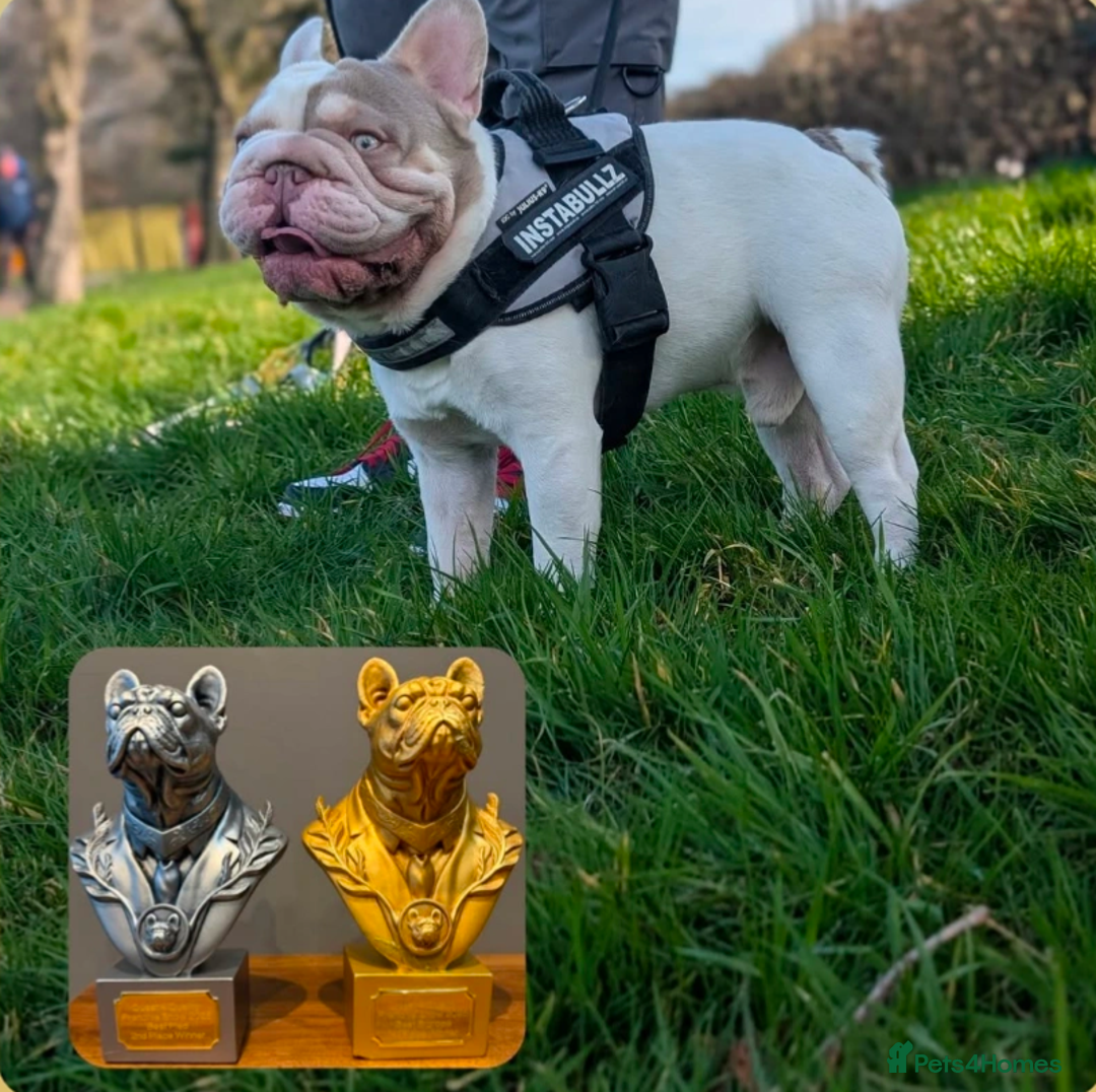 French Bulldog dogs for stud: Enzo Award winning newshade Isabella and tan pied  - Advert 4