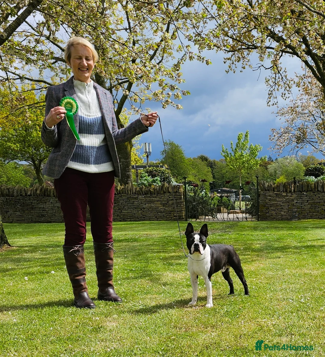Boston Terrier dogs for stud: Wildax Rowendale Stan Francisco  - Advert 3