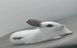 Netherland Dwarf rabbits for sale: Netherland Dwarf looking for amazing home - Image 1