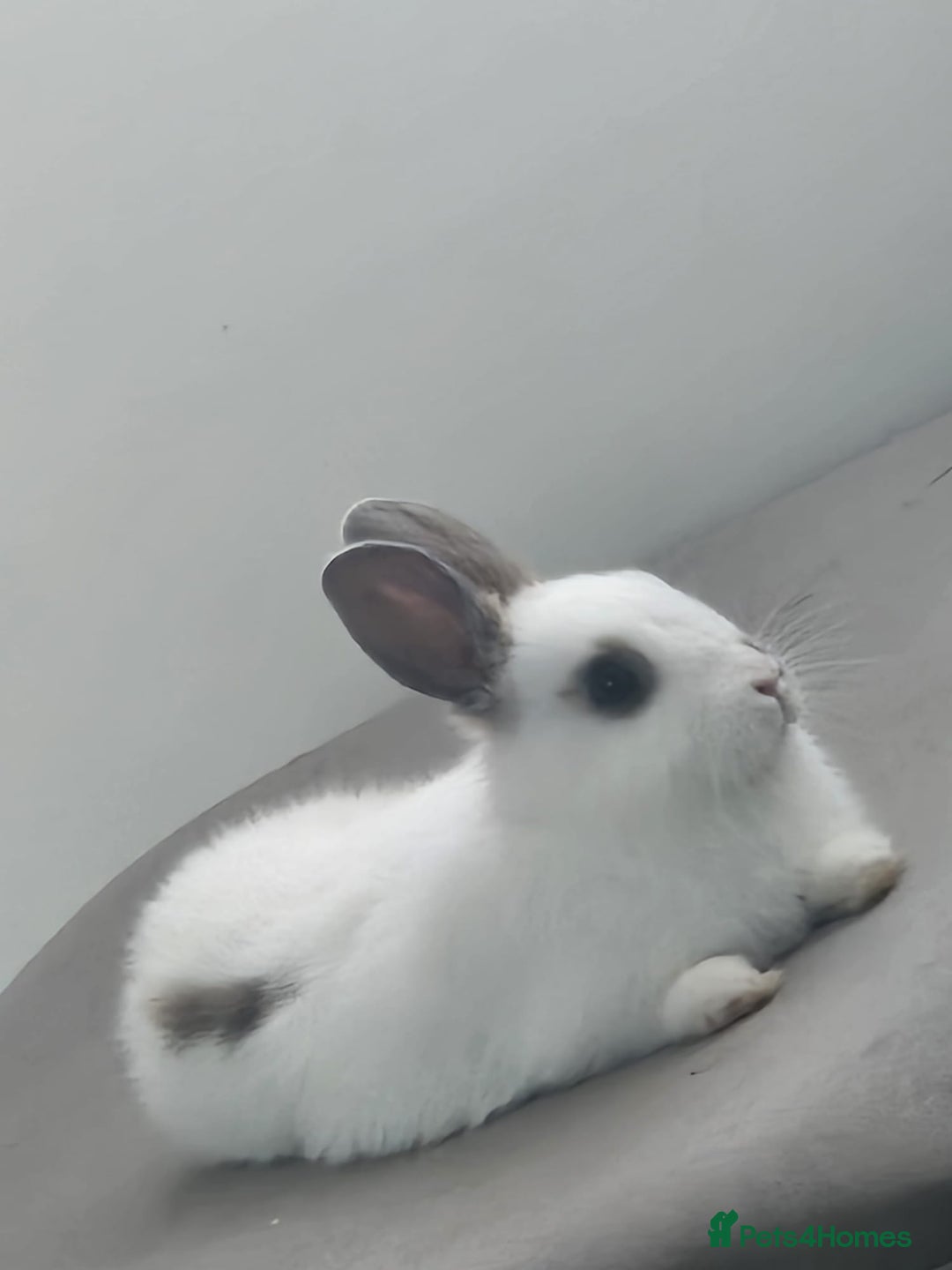 Netherland Dwarf rabbits for sale: Netherland Dwarf looking for amazing home - Image 1