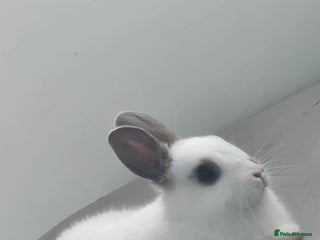 Netherland Dwarf rabbits - Advert 4