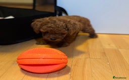 Toy Poodle dogs for sale: Poodle Toy Puppy calm, gentle, with full doc. - Image 8