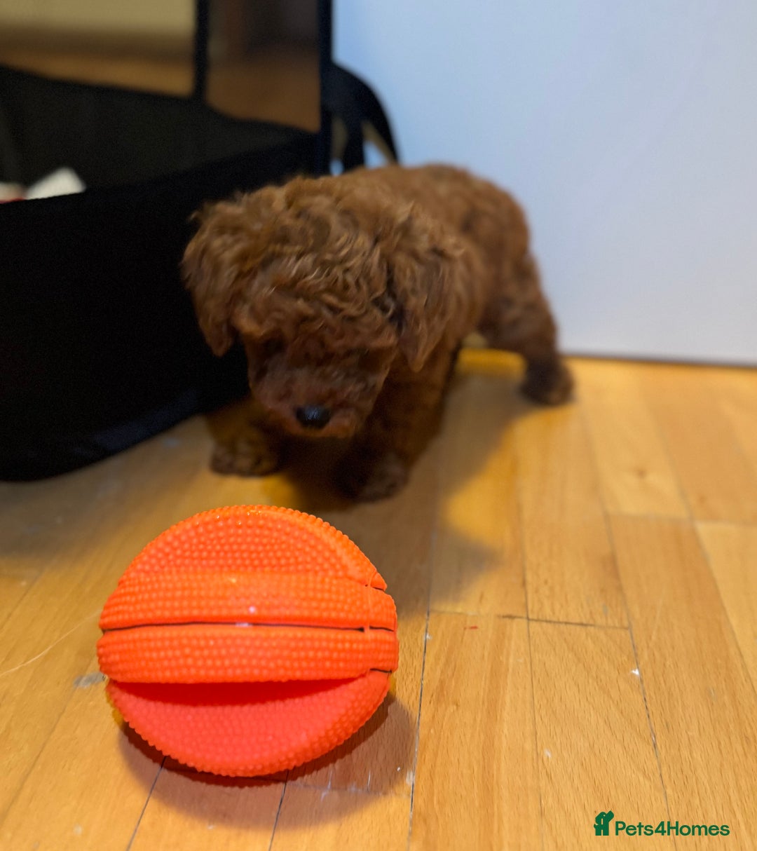 Toy Poodle dogs for sale: Poodle Toy Puppy calm, gentle, with full doc. - Image 8