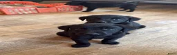 Labrador Retriever dogs for sale: Two left. Beautiful Black Labrador pups.  - Advert 14