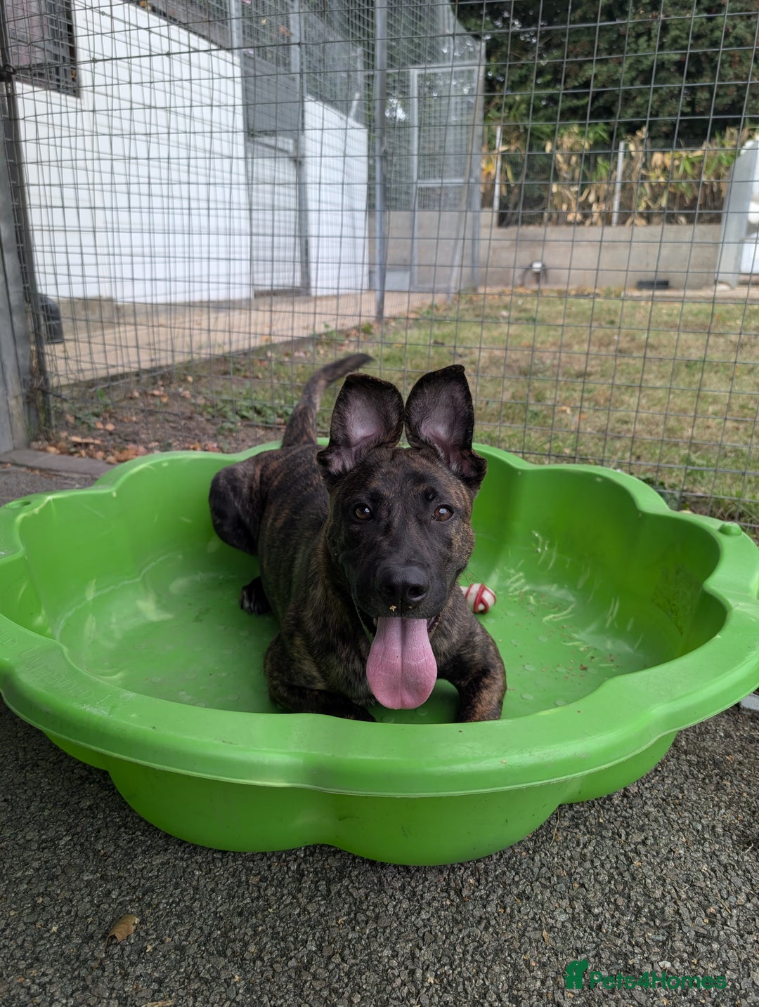 Mixed Breed dogs for adoption: Kiki  - Image 6
