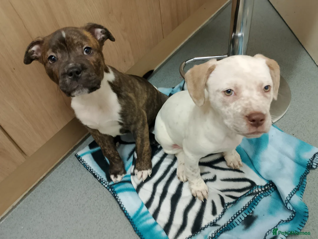 Mixed Breed dogs for sale: Dogs for sale in Bradford - Advert 2