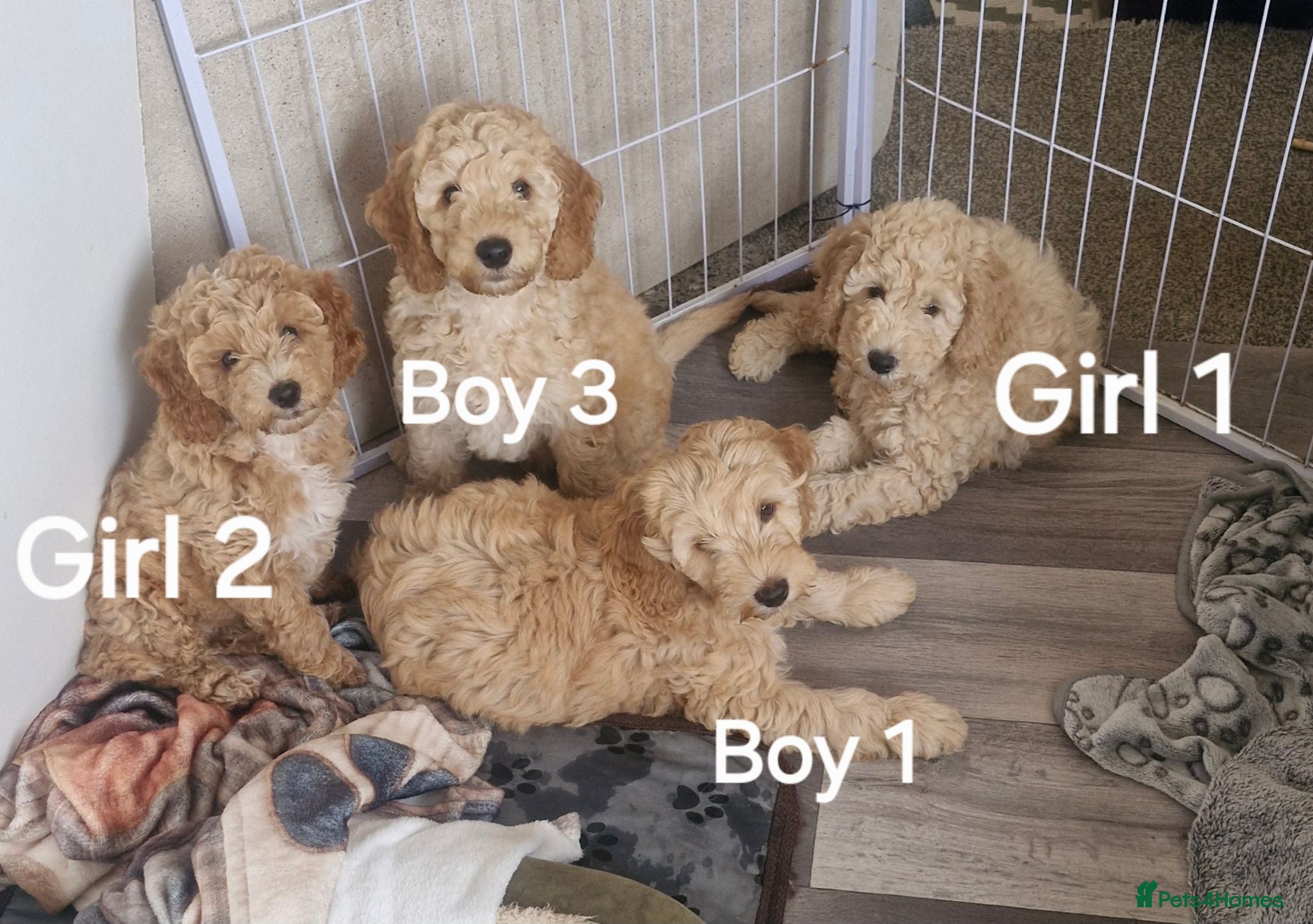 Mixed Breed dogs Adorable Cockapoo x  Labradoodle puppies - Advert 11