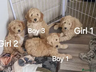 Mixed Breed dogs Adorable Cockapoo x Labradoodle puppies - Advert 11