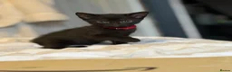 Mixed Breed cats for sale: Male kitten  - Advert 11