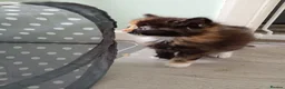 Domestic Shorthair cats for sale: Stunning litter of 4 - Advert 16