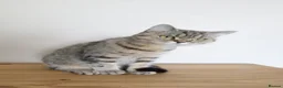 British Shorthair cats for sale: Stunning Active female - Advert 12