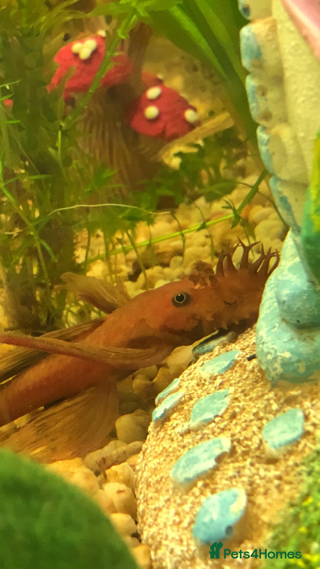 Bettas fish for sale: 350Litre 4ft Tank Plus Fish plants and decorations - Advert 10