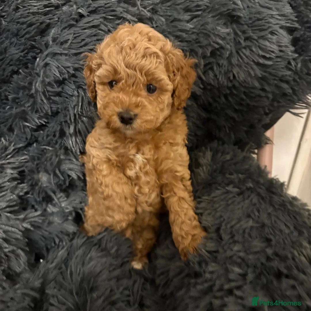 Cavapoochon dogs for sale: Therapy Puppies  - Advert 2