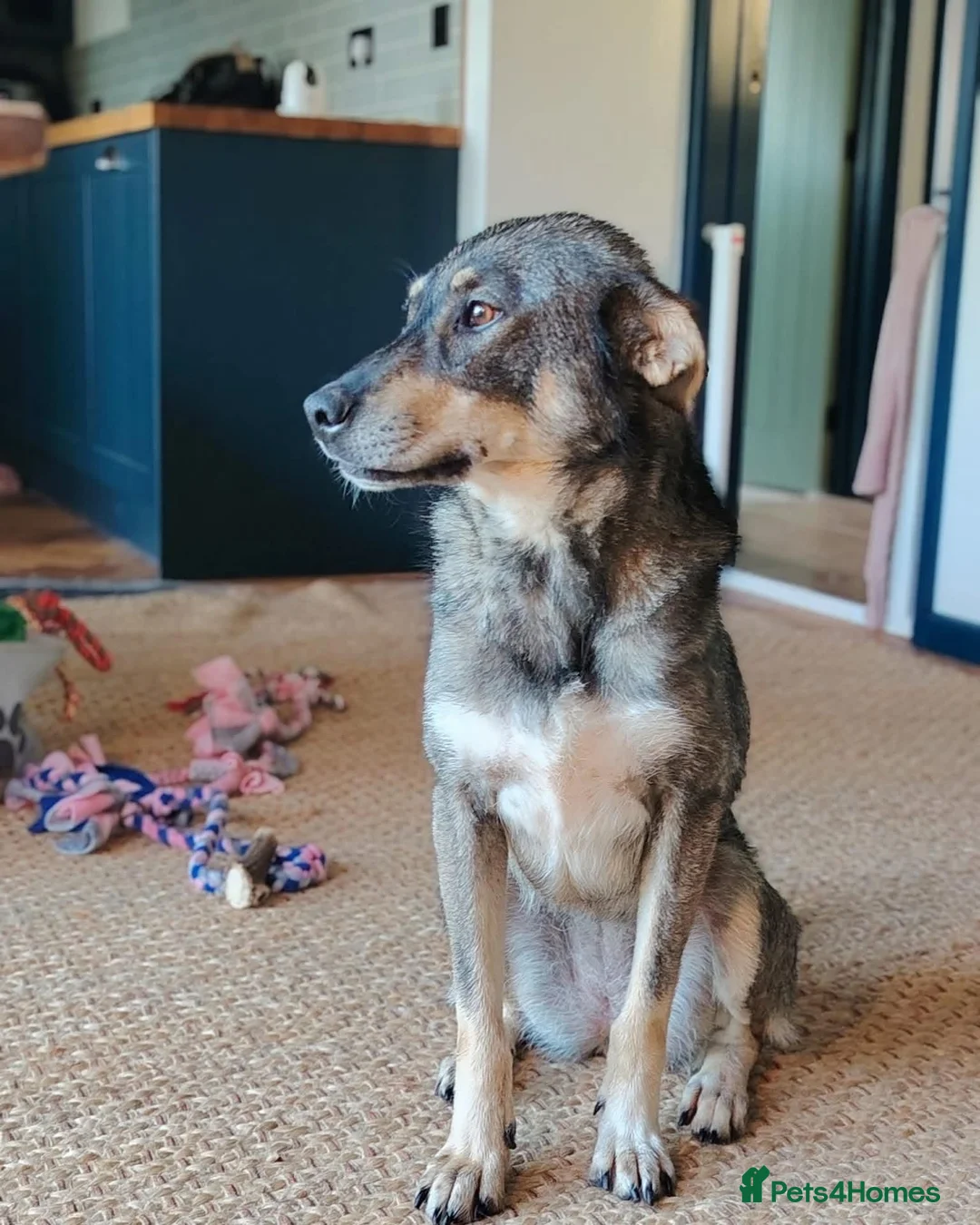 Mixed Breed dogs for adoption: Loveable Gabby in Canterbury - Advert 8