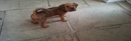 Irish Terrier dogs for sale: Irish Terrier Male puppy  in Bradford - Advert 4