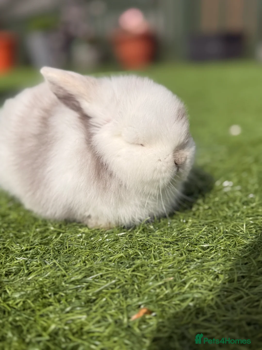 Mini Lop rabbits for sale: MINI LOP BABIES  in Airdrie - Advert 2