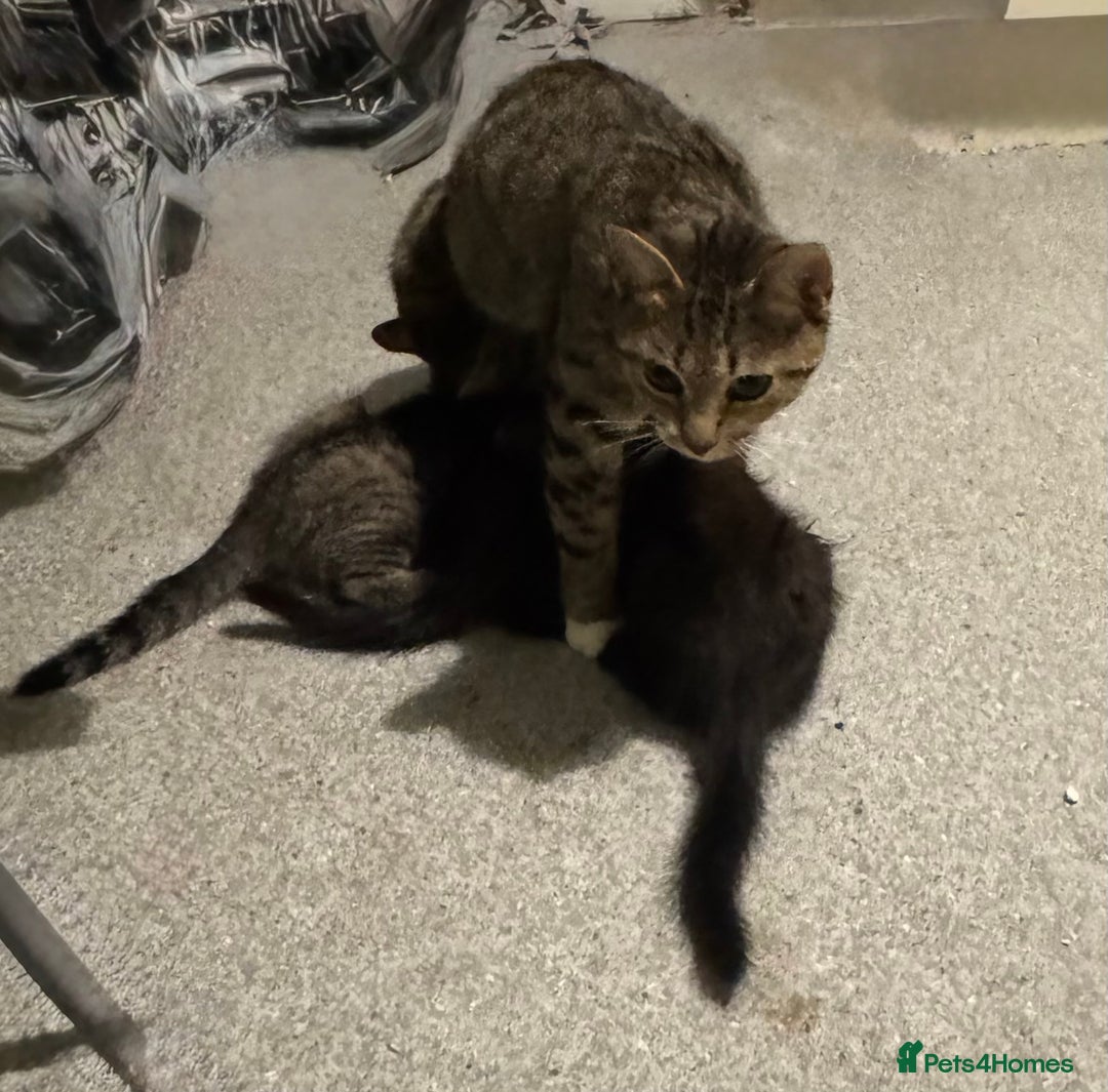 Mixed Breed cats for sale: Male kittens - Advert 1