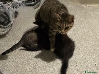 Mixed Breed cats Male kittens - Advert 4