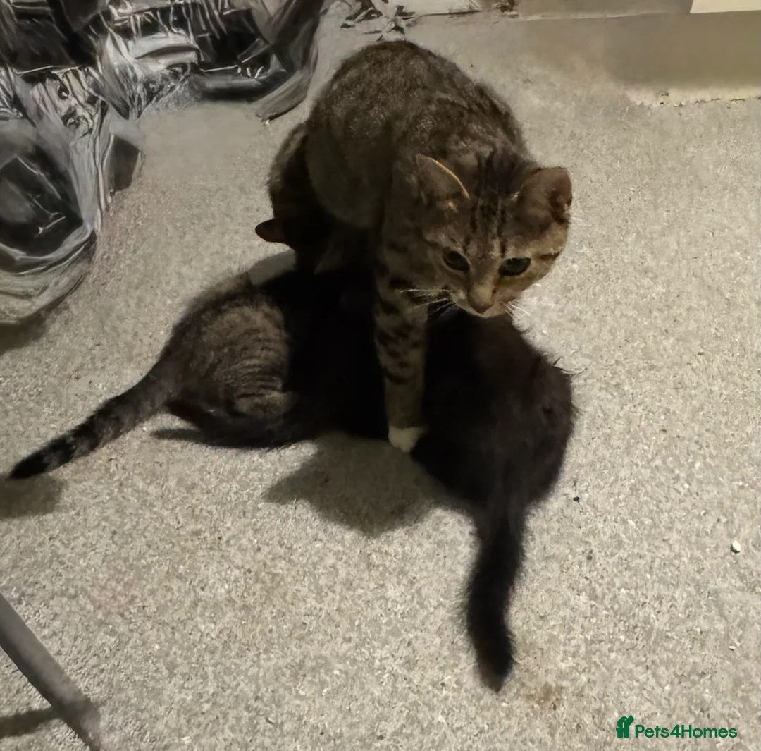 Mixed Breed cats for sale: Male kittens - Advert 1