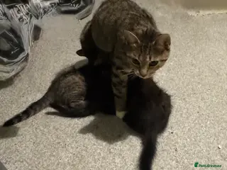 Mixed Breed cats Male kittens - Advert 19