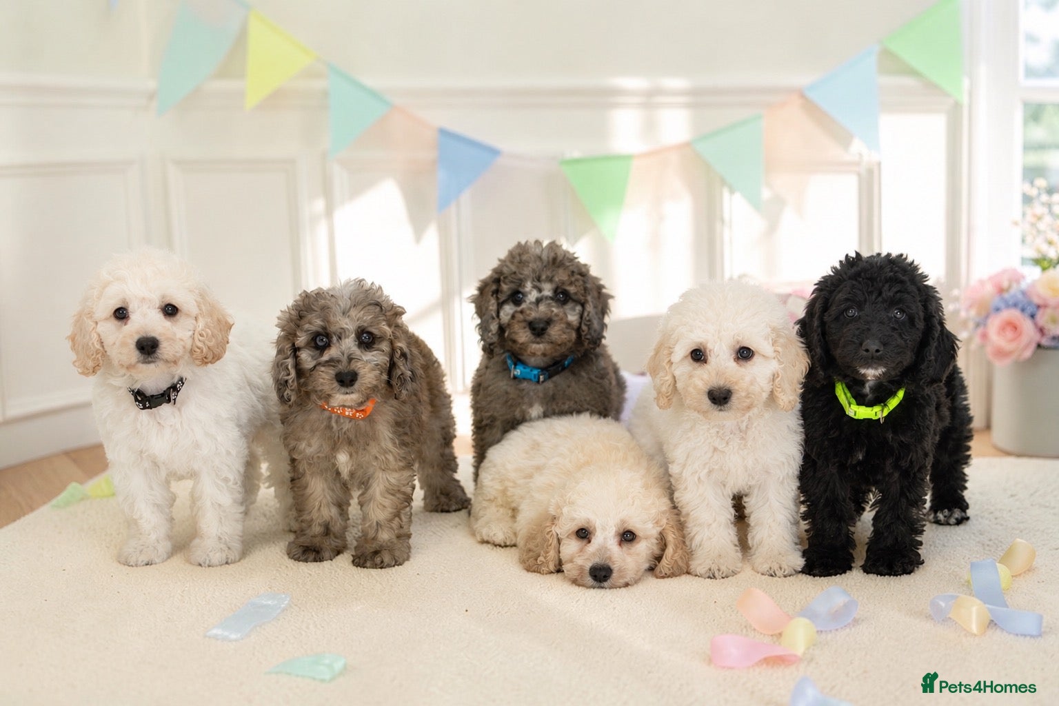 Labradoodle dogs DNA health tested stunning labradoodles - Advert 9