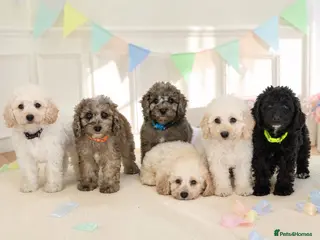 Labradoodle dogs DNA health tested stunning labradoodles - Advert 9