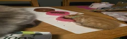 Ragdoll cats for sale: Ragdoll x ginger tom cat - Advert 19