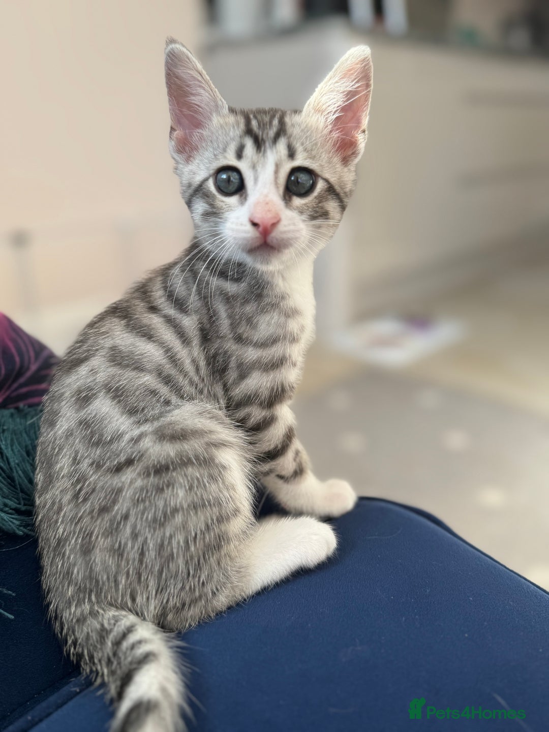 Bengal cats for sale: Bengal kittens  - Image 6