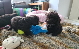 Cavapoo dogs for sale: Chocolate F1B Cavapoos. Health Tested.  - Image 31