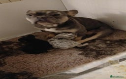 French Bulldog dogs for sale: French Bulldog puppies  - Image 1