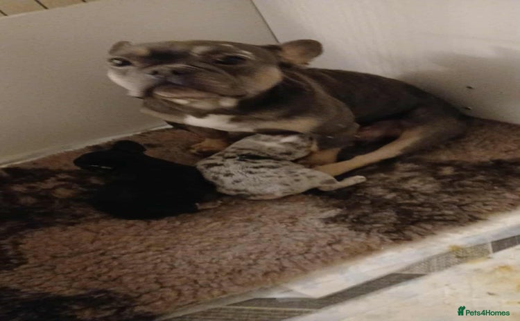 French Bulldog dogs - Advert 1