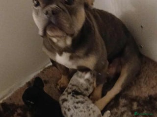 French Bulldog dogs for sale - Advert 1