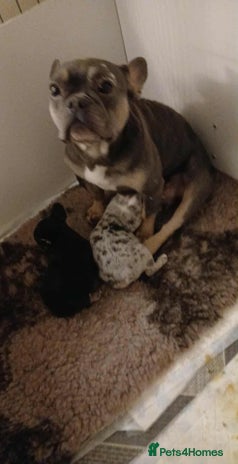 French Bulldog dogs - Advert 1