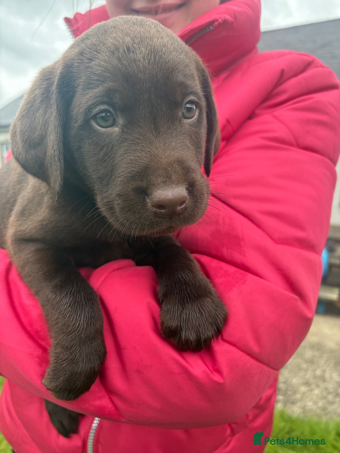 Labrador Retriever dogs for sale: Chocolate Labrador pups  - Image 2
