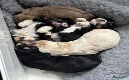 Mixed Breed dogs for sale: Fluffy Lhasa X Puppies – Family Raised! - Image 11