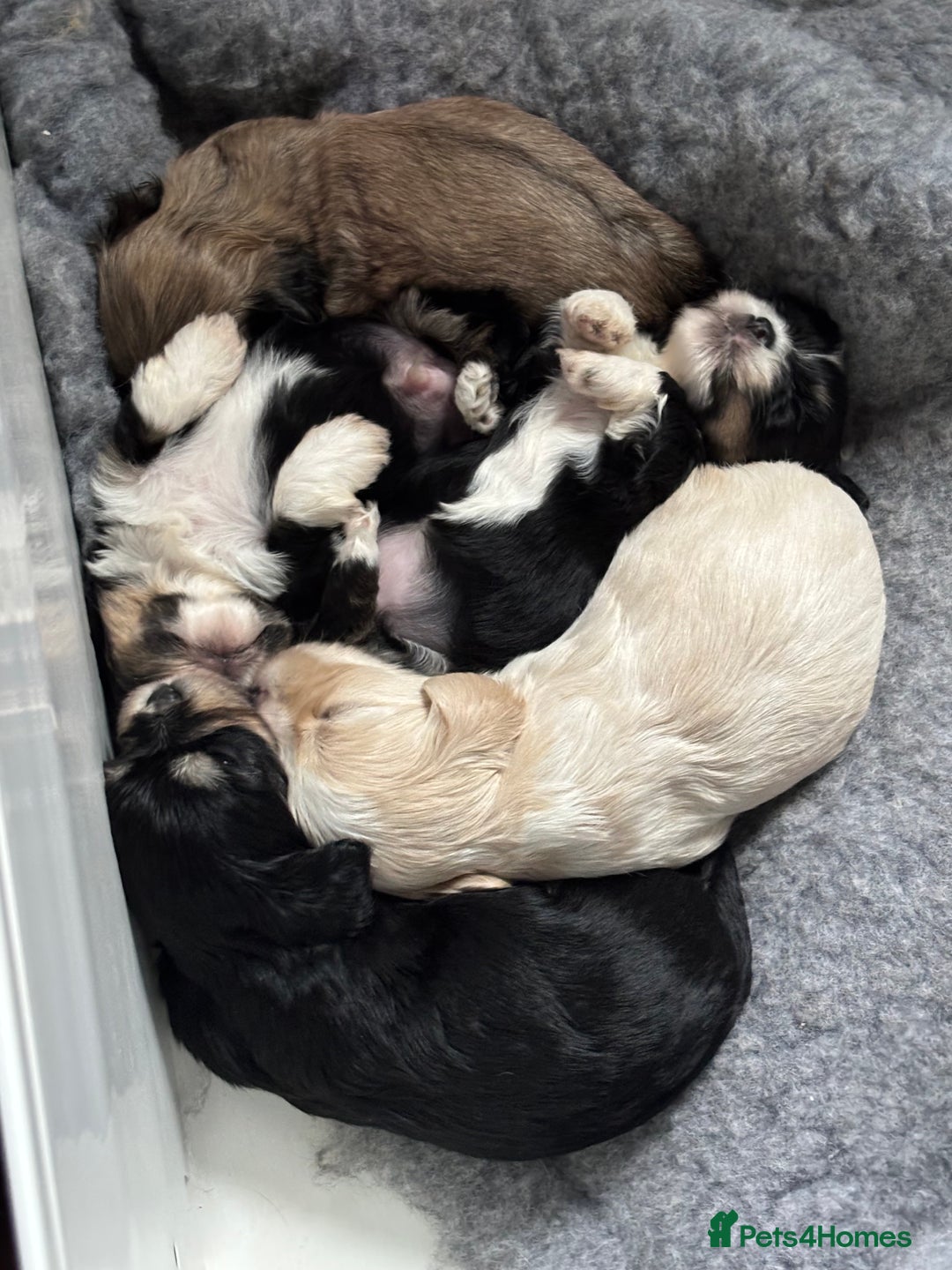 Mixed Breed dogs for sale: Fluffy Lhasa X Puppies – Family Raised! - Image 11
