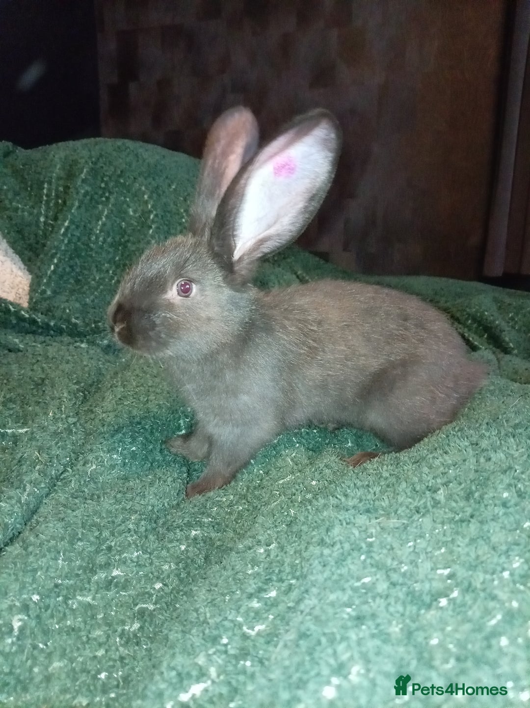 Continental Giant rabbits for sale: German Giants (continental giant rabbits) - Advert 3