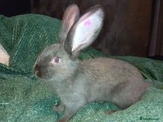 Continental Giant rabbits FEW LEFT German Giants(continental giant rabbits) - Advert 10