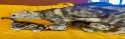 British Shorthair cats for sale: Stunning British Shorthair Kittens  - Advert 8