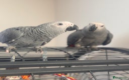 Parrots birds for sale: 12w Hand reared Congo African grey parrot babies  - Advert 2