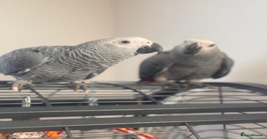 Parrots birds 12w Hand reared Congo African grey parrot babies  - Advert 6